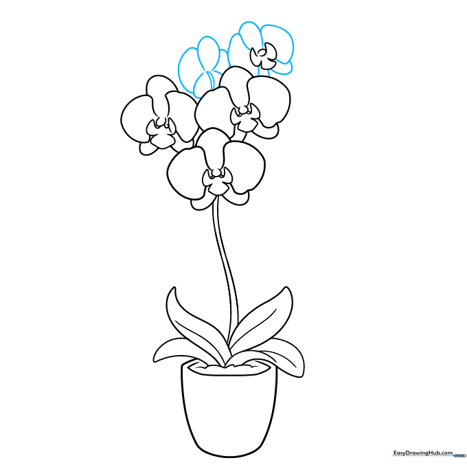 Drawing the final outer petals for the fourth and fifth orchid blossoms.