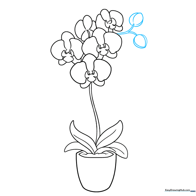 Adding a branching stem with small, teardrop-shaped flower buds at the top of the orchid.