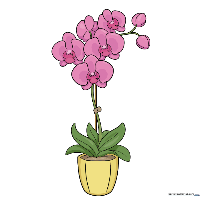 A fully colored, vibrant orchid in a pot drawing.