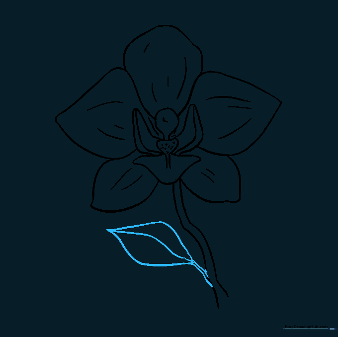 Adding a long, slender leaf with a central vein to the orchid stem.