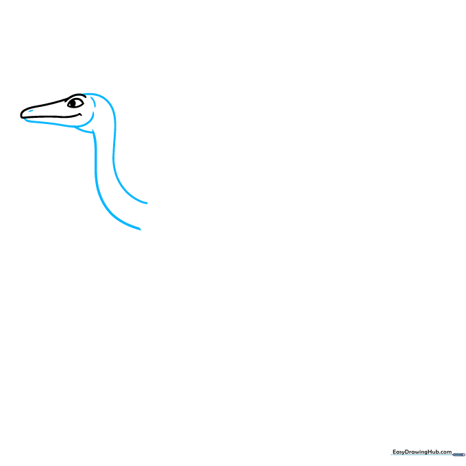 Drawing the long, slender neck and lower jaw of the Ornithomimus.
