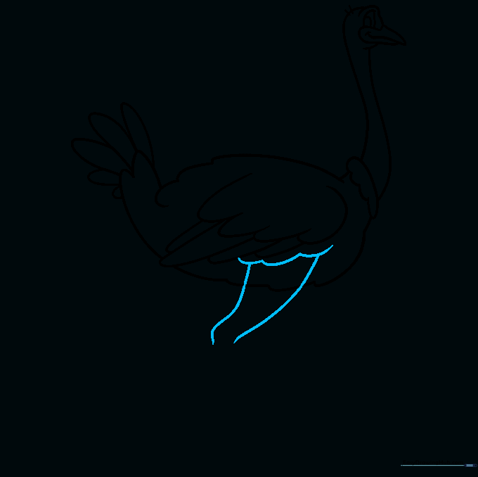 Drawing the thick, muscular thigh of the ostrich.