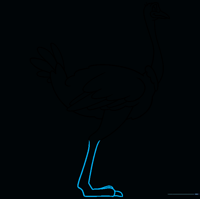 Drawing the ostrich foot with toes and sharp claws.
