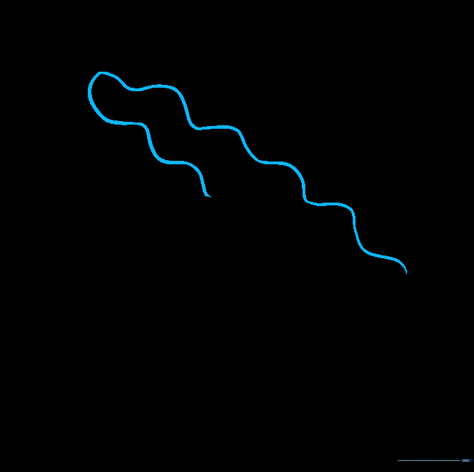 Drawing a wavy line at the top of the shell to create a folded, organic appearance.
