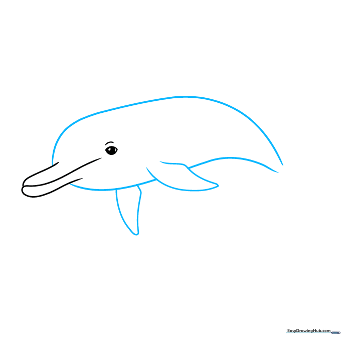 Outline of a dolphin body showing the back, belly, and pectoral fin placement.