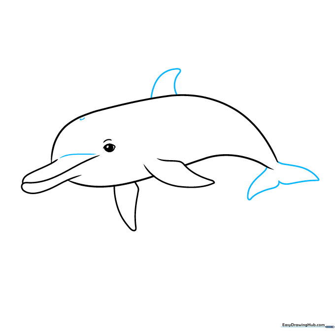 Dolphin drawing showing the addition of the dorsal fin, tail, and blowhole details.