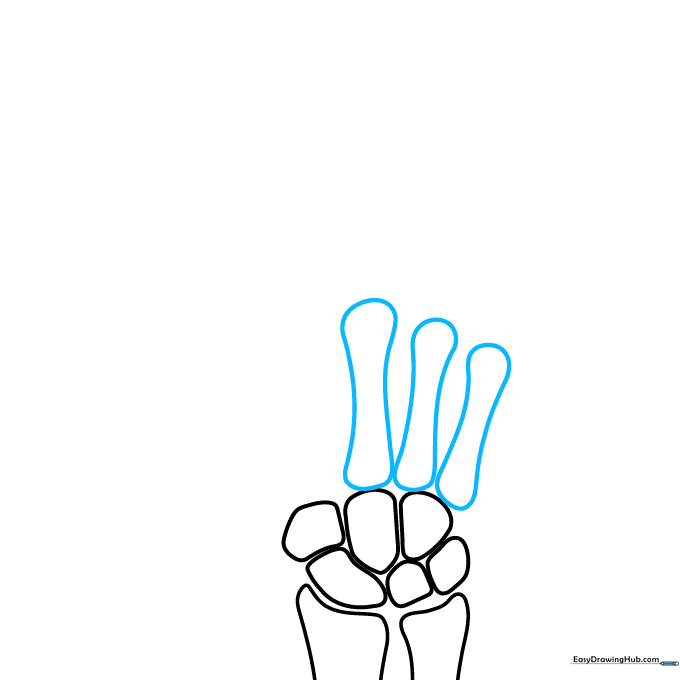 Sketching the long metacarpal bones with bulbous ends.