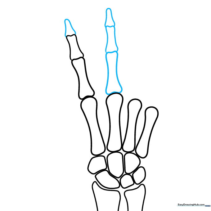 Adding triangular fingertip bones to the index and middle fingers.
