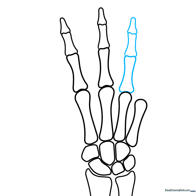 Sketching the ring finger bones with two segments and a triangular tip.