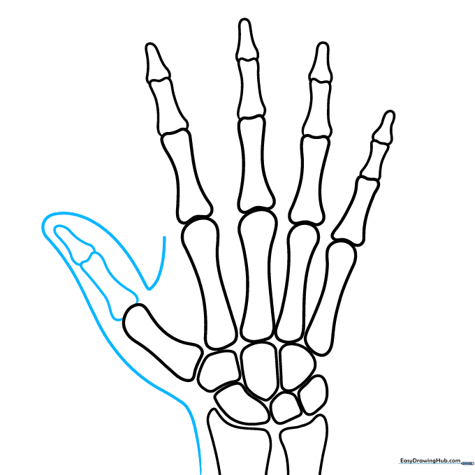 Adding the final thumb bone and the outer skin tissue outline.