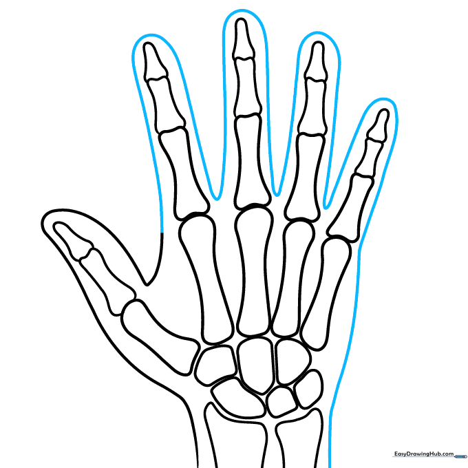 Completing the outer skin outline of the hand.