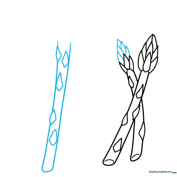 Adding a third asparagus stalk to the drawing to expand the vegetable bunch.