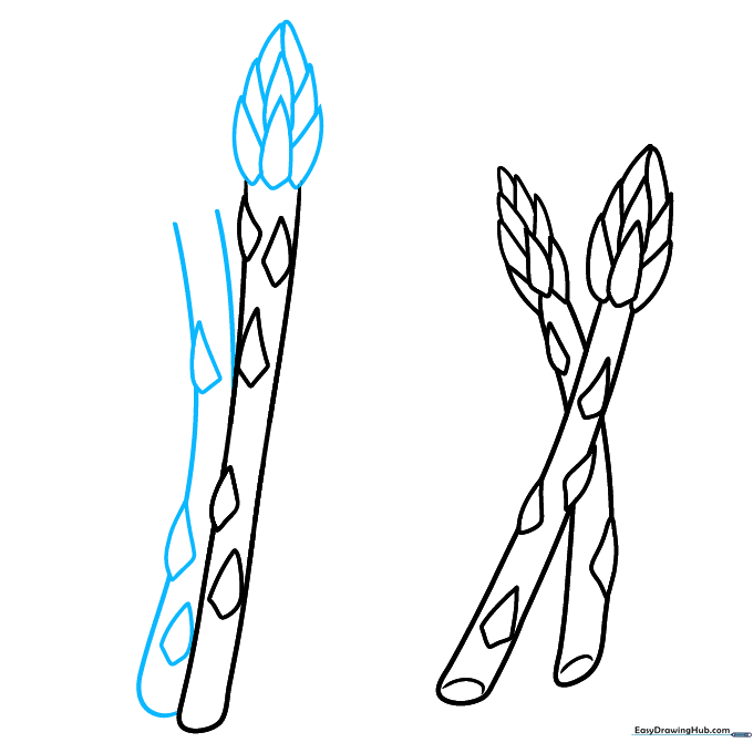 Refining the tips of the asparagus stalks with additional curved lines and scale details.