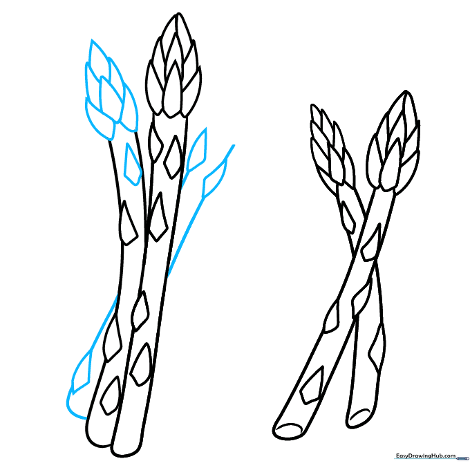 Drawing additional asparagus stalks to create a full, realistic vegetable bunch.