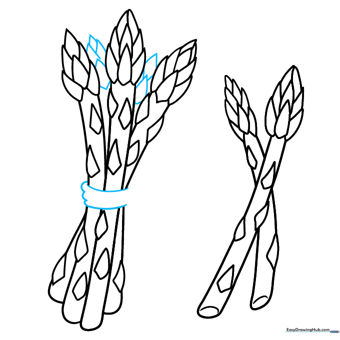 Adding a binding string around the center of the asparagus bunch.