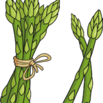 A colorful, finished illustration of a tied bunch of asparagus, perfect for kids' art projects.
