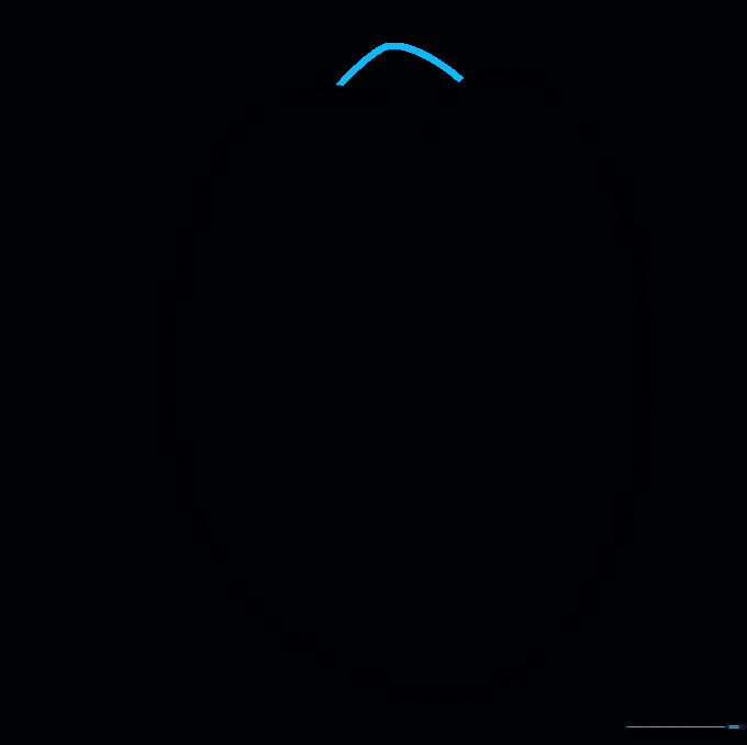 Drawing the dorsal fin by connecting the top of the head shape.