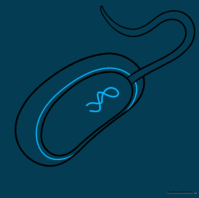 A squiggly, tangled line drawn inside the cell body representing the bacterial DNA.