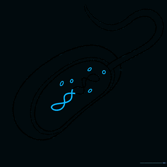 Adding small, oval-shaped ribosomes scattered inside the bacteria cell body.