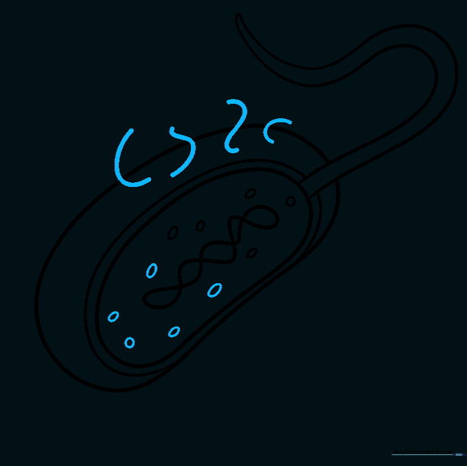 Drawing short, hair-like pili extending from the outer edge of the bacteria cell.