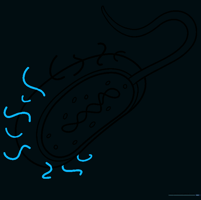 Adding more hair-like pili around the entire perimeter of the bacteria cell.