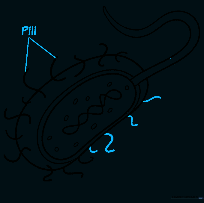 Adding label lines and the word 'pili' to the bacteria diagram.