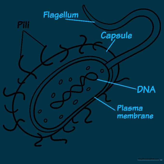 Adding labels for the flagellum, capsule, DNA, and plasma membrane to the diagram.