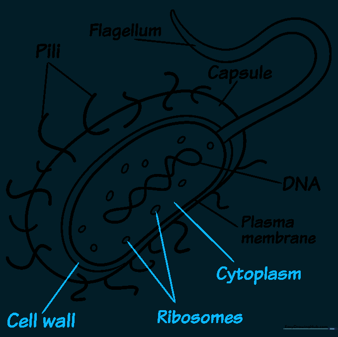 Completing the diagram with labels for the cell wall, ribosomes, and cytoplasm.