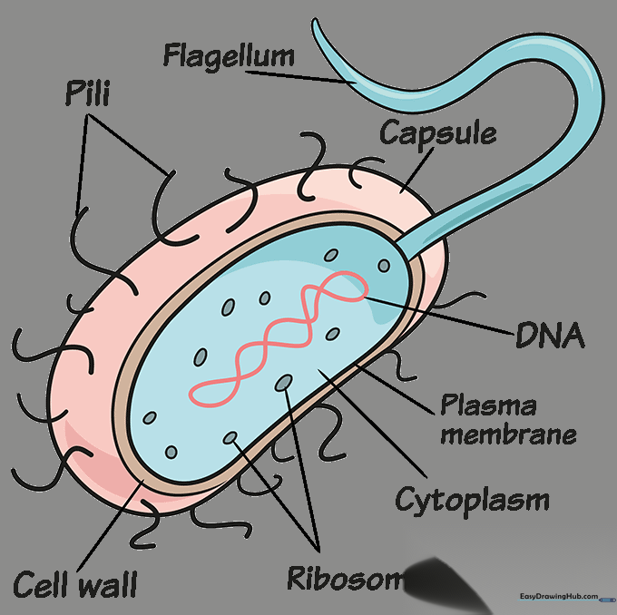 A fully colored and labeled bacteria cell diagram.