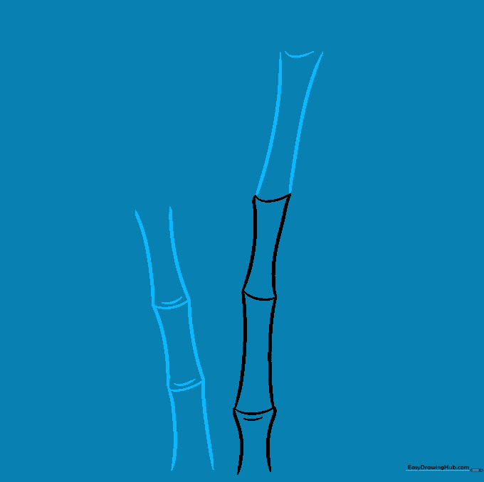 Drawing showing two bamboo stalks side-by-side with added segments.
