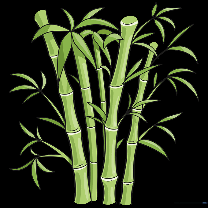 Finished, colored drawing of bamboo stalks with green leaves.