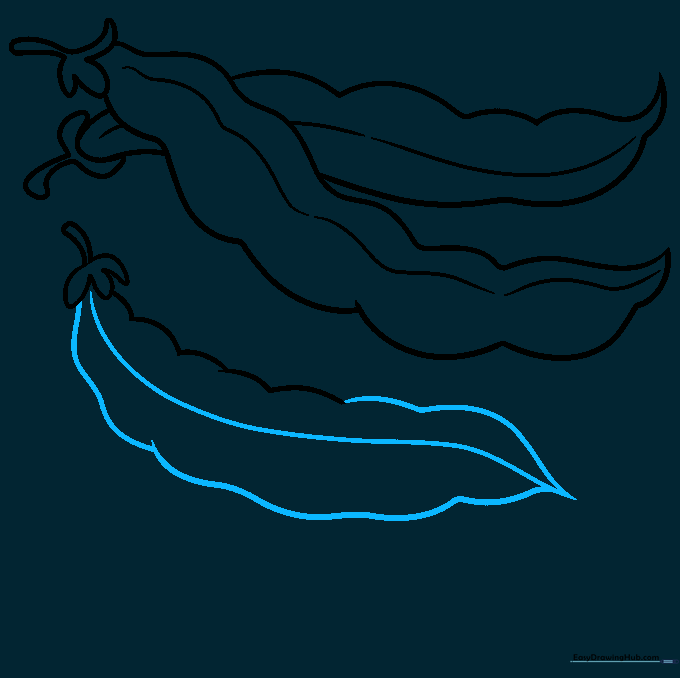 The third bean pod is completed with a curved center line to emphasize its shape.
