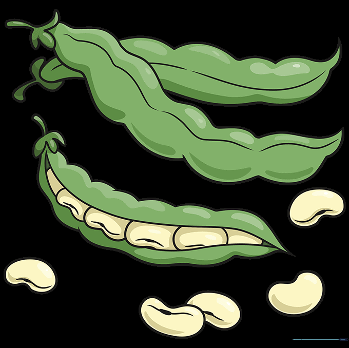 The finished, colored drawing of bean pods and individual beans.
