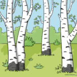 A vibrant, finished drawing of a birch tree forest in a sunny landscape.