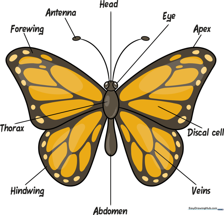 A colorful, labeled educational diagram of a butterfly's body parts.