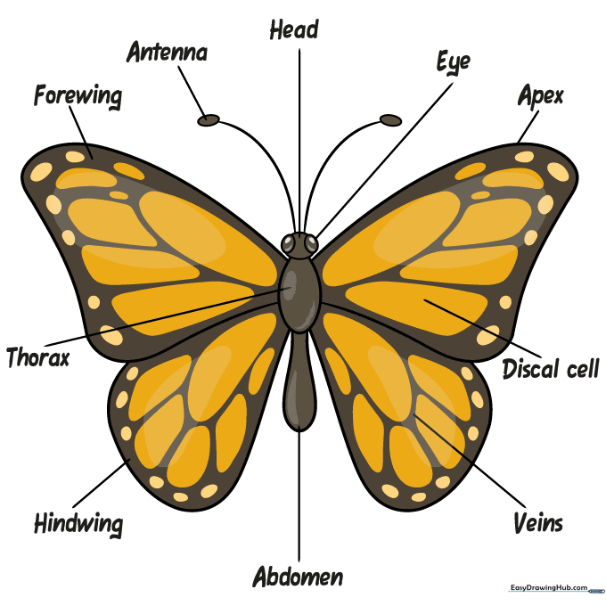 Finished, colored-in Monarch butterfly anatomy diagram.