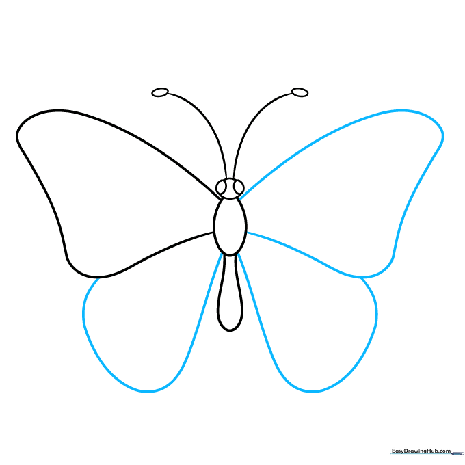 Full outline of a butterfly with symmetrical forewings and hindwings.