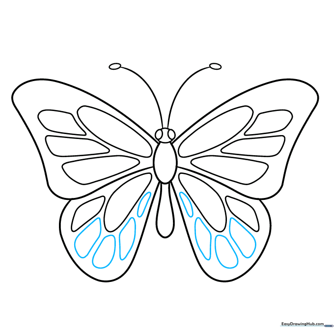 Close-up of butterfly wings with four distinct shapes added to the rear sections.