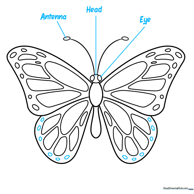 Butterfly drawing with labels for antenna, head, and eye connected by straight lines.