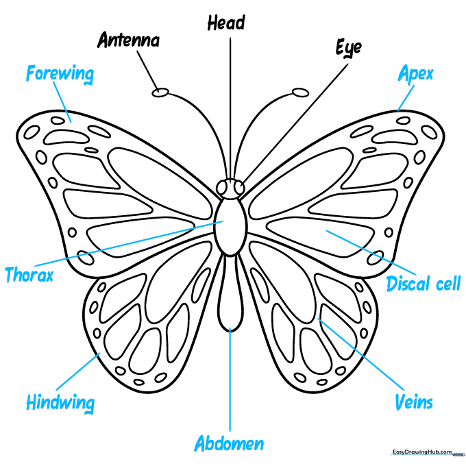 Fully labeled butterfly anatomy diagram with scientific terms.