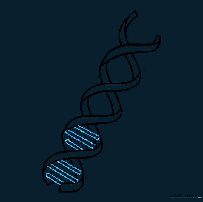 Adding three small parallel lines inside the first section of the DNA helix.