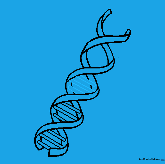 Adding three parallel lines to the second section of the DNA structure.