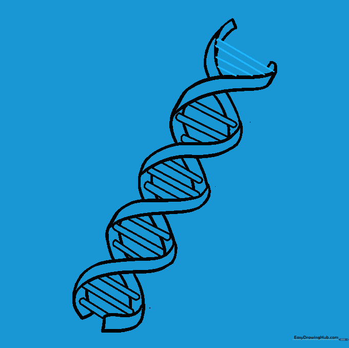 The completed pencil sketch of the DNA helix with all internal bars added.