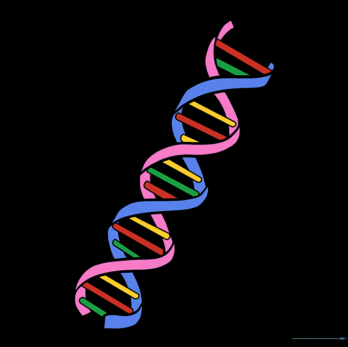 A finished, colorful drawing of a DNA double helix.