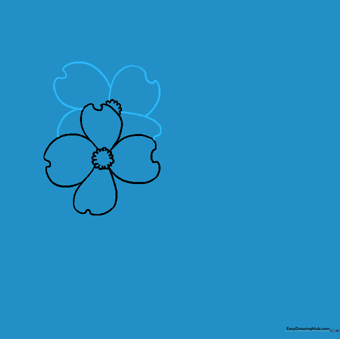 Pencil sketch showing the petals of a second dogwood flower layered behind the first bloom.