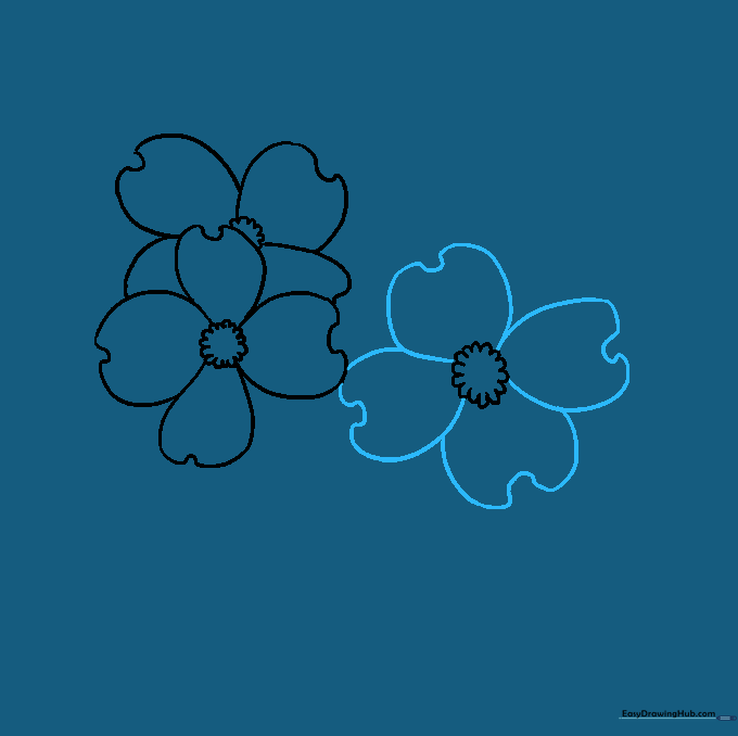 Pencil sketch of the third dogwood flower with its four notched petals fully drawn.
