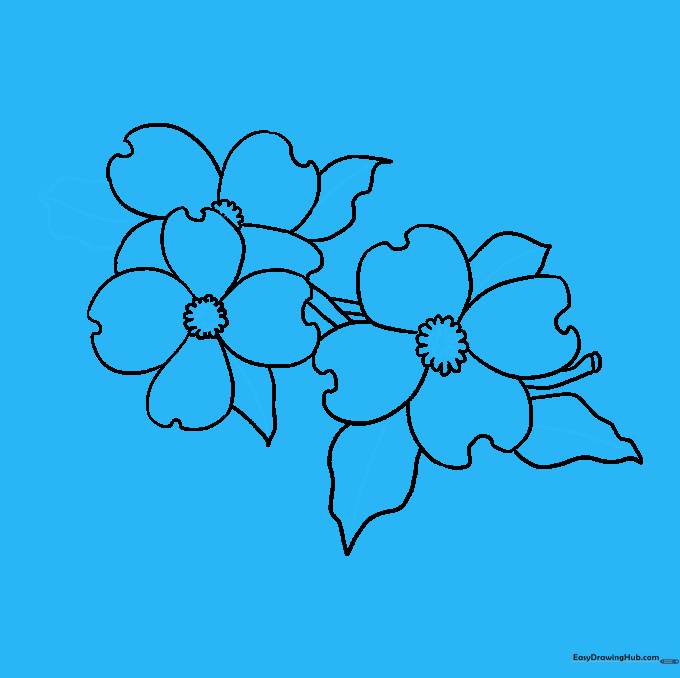 Adding fine details like center textures and leaf veins to the dogwood flower sketch.