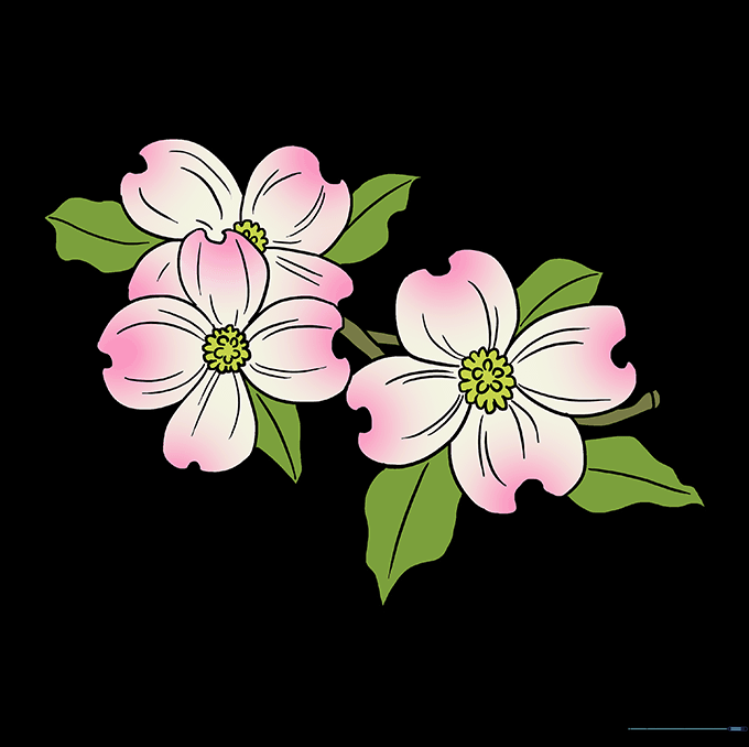 The finished dogwood flower drawing, colored with a beautiful pink-to-white gradient on the petals.