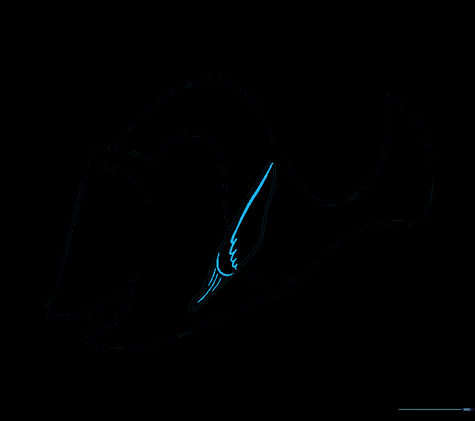 Adding texture lines and U-shapes to the dorsal fin.