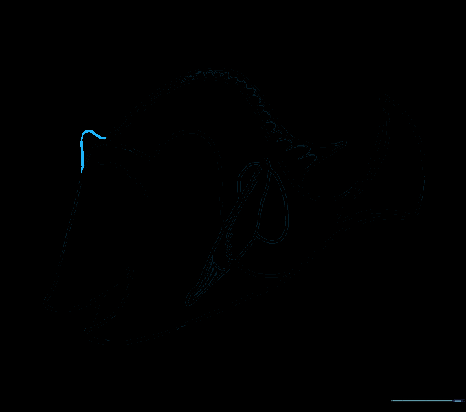 Adding a small curved line to represent the far pectoral fin.